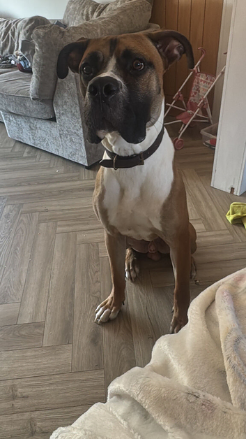 Boxer x cane corso