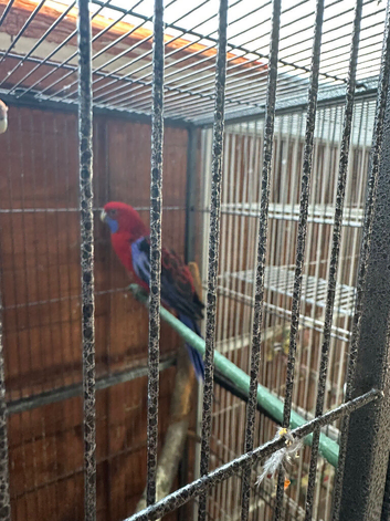 Pennant parrots + 175cm cage included.
