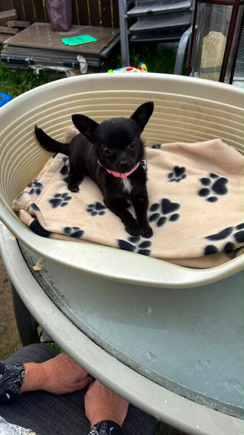 Chihuahua mum and daughter