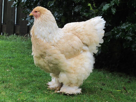 LEMON PYLE BRAHMA HENS