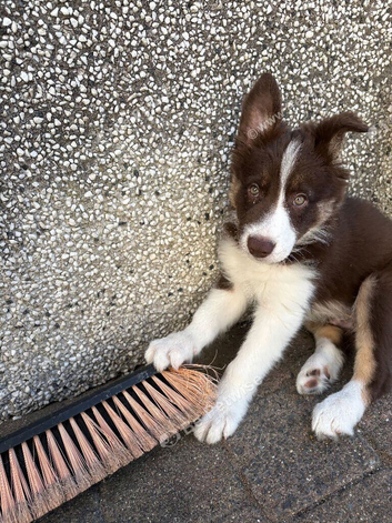 Chocolate Tri chunky boy