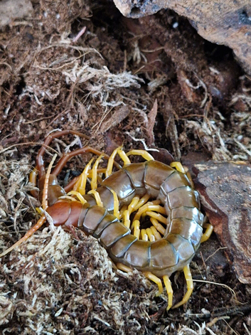 Juvenile Vietnamese Centipede With Enclosure