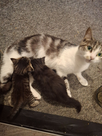 2 kittens for sale