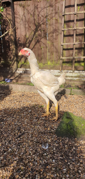 Malay hen