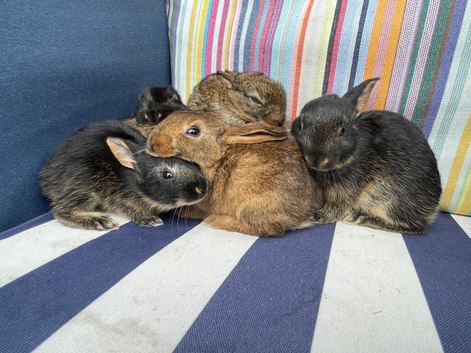 10 BELGAIN HARE KITS