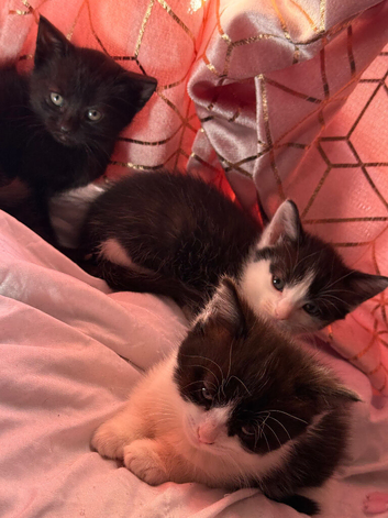 Kittens / cats