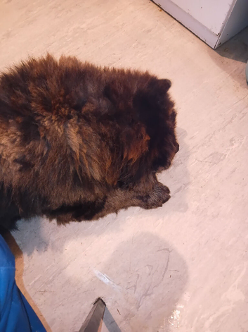 Chocolate merl minature chow chow male