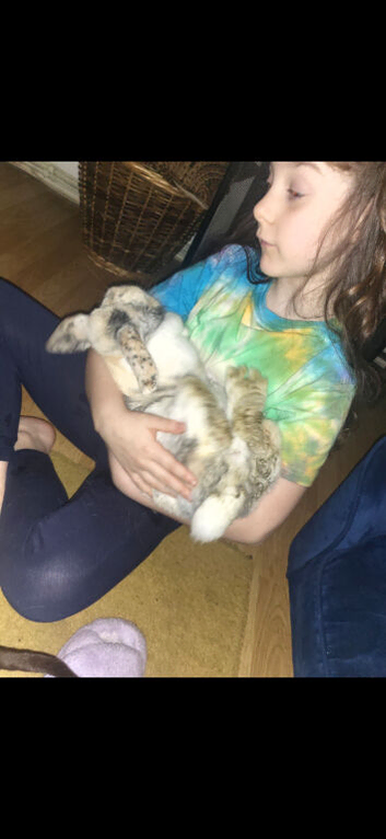 Two gorgeous girl lop eared bunnies