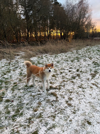 KC registered Japanese Akita