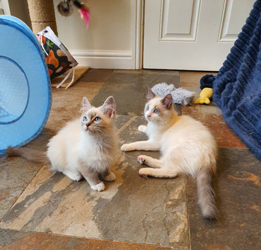 Beautiful GCCF Registered Ragdoll Kittens.