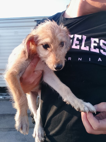 Saluki/greyhound puppies for sale