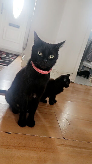Female kittens