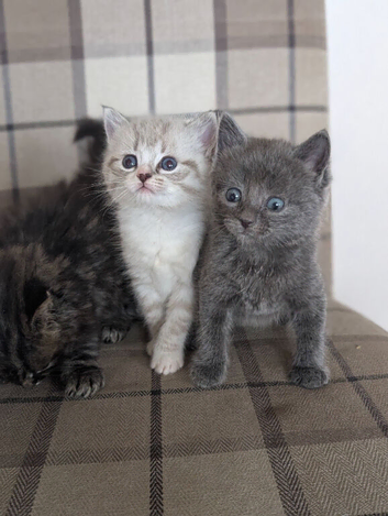 Gorgeous ragdoll cross kittens