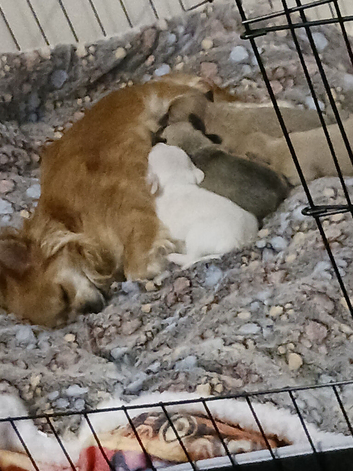 Chihuahua puppie