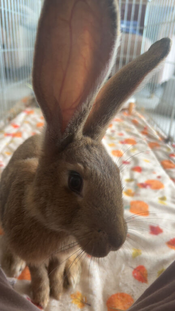 Vaccinated and vet checked 5 month old female continental