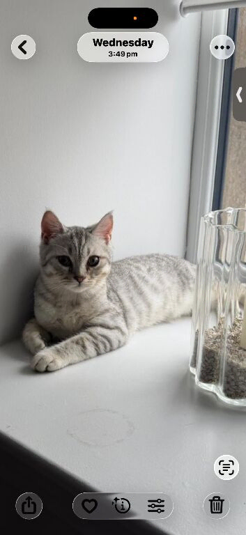 British shorthair 10-Month-Old Male Cat