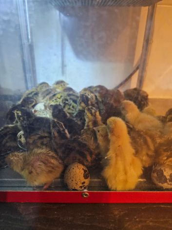 Week half old quail chicks 51 to go