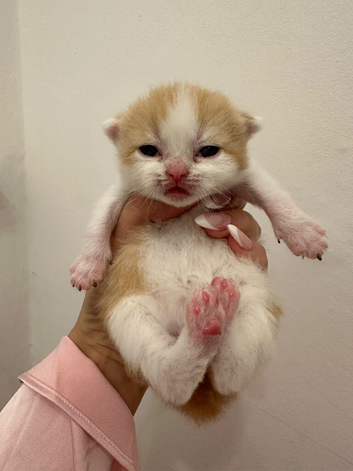 Beautiful TICA Registered British Shorthair
