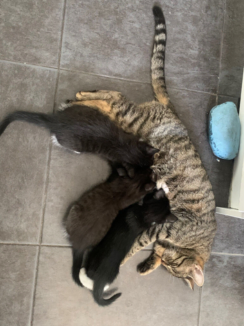Tuxedo kittens
