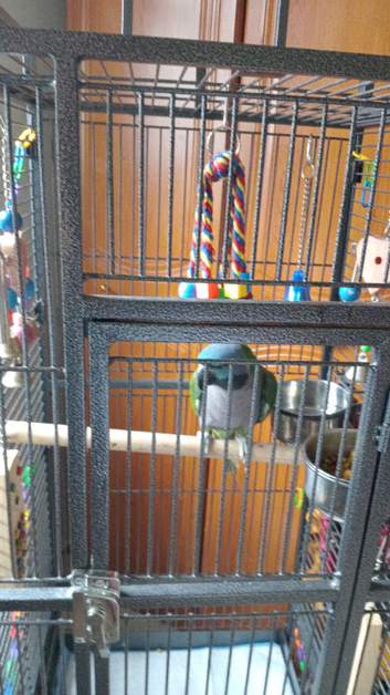 Female derbyan parrot 4 months old