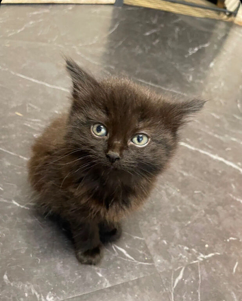 Kittens