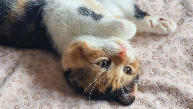 Exotic x kittens ready for their new homes