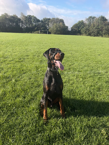 Doberman stud dog - Diablo