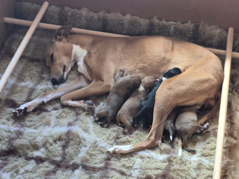 KC Reg Whippet Puppies