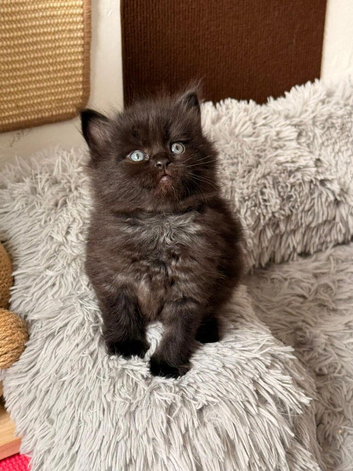 Black smoke Maine Coon