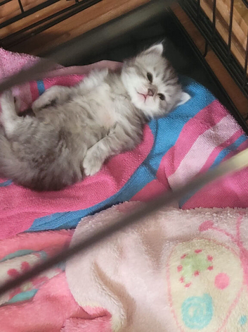 Chinchilla / ragdoll