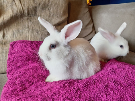 Last mini lop baby doe white with blue eyes