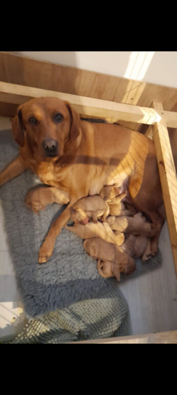 Fox red labrador puppies