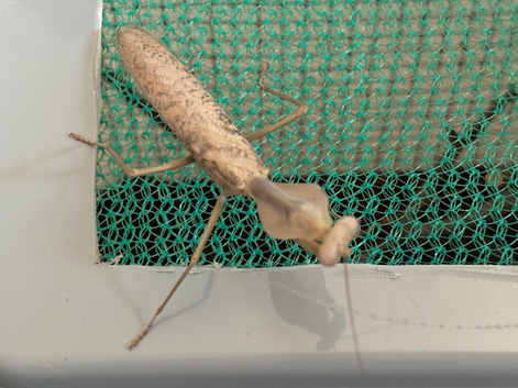 Pair of Timor shield mantis (Rhombodera kirbyi) plus other inverts