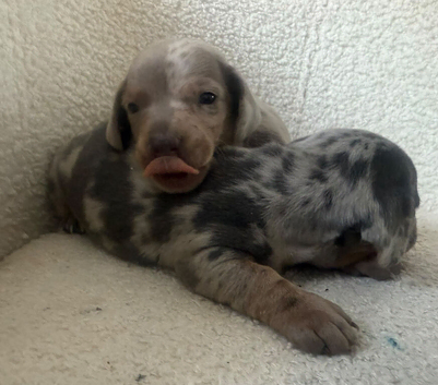 Miniature dachshund