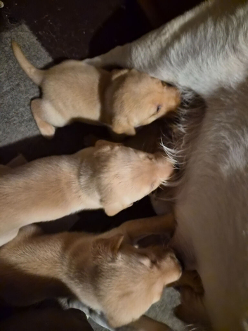 4 five weeks old puppies
