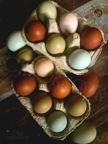Hatching Eggs