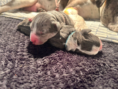 4 Blue-tiful Baby Staffordshire Bull Terrier Puppies