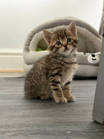 Kitten