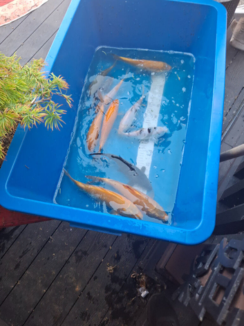 Koi