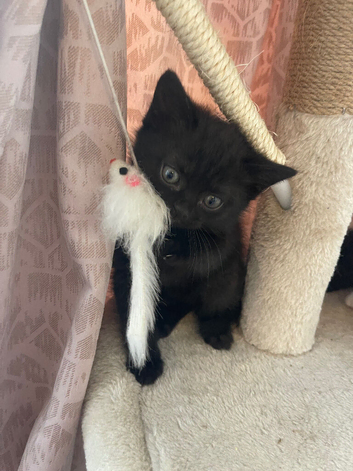 Dark brown Beautifull British shorthair