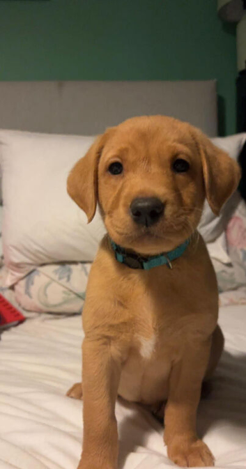 Labrador puppy