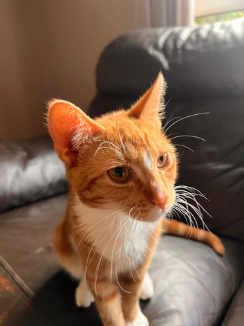 2 male ginger kittens