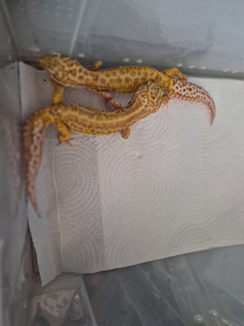 adult breeding pair