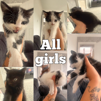 4 kittens and mother for sale