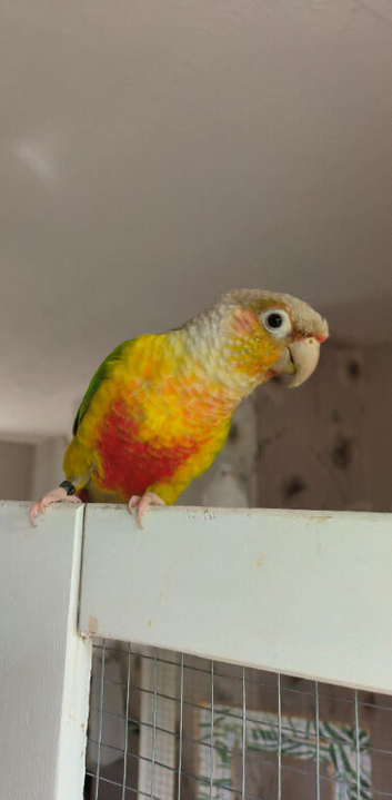 Diego
