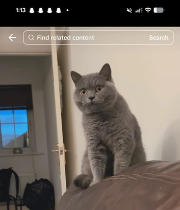 British shorthair girl