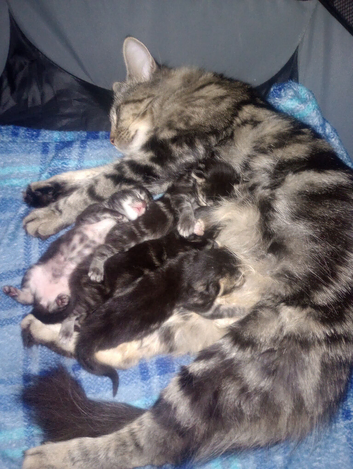 4 tabby long haired kittens