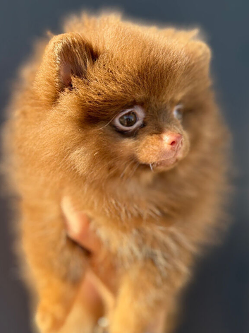 Chocolate and tan female Pomeranian