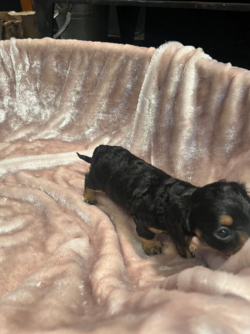 Miniature Dachshund