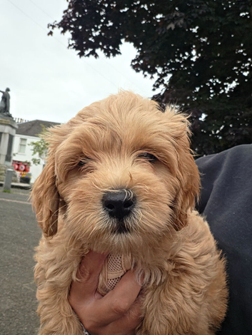 Gorgeous Maltipoo boy